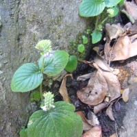 Epithema ceylanicum Gardner 